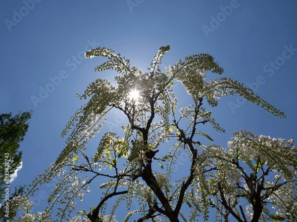 Obraz 天光を仰ぐ。眩い陽光と白藤が織りなす初夏のシンフォニー