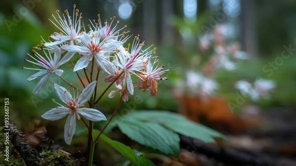 Obraz セリバオウレン