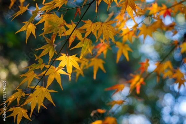 Obraz 陽光に透ける黄金色の紅葉：秋の彩りと美しい木漏れ日の背景