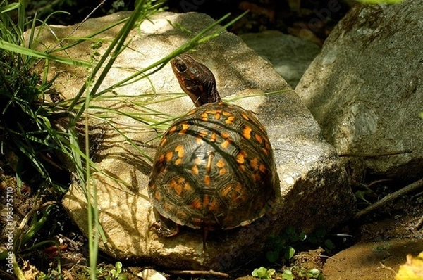 Fototapeta Box turtle in backyard garden