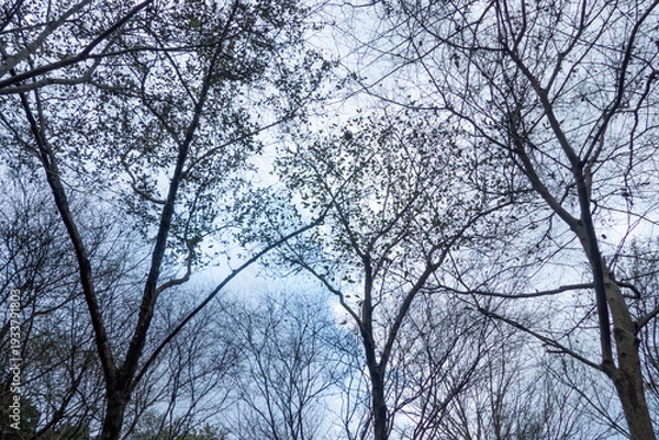 Obraz 幻想的な冬の枯れ木の風景