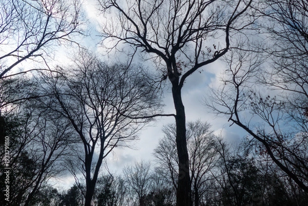 Obraz 幻想的な冬の枯れ木の風景