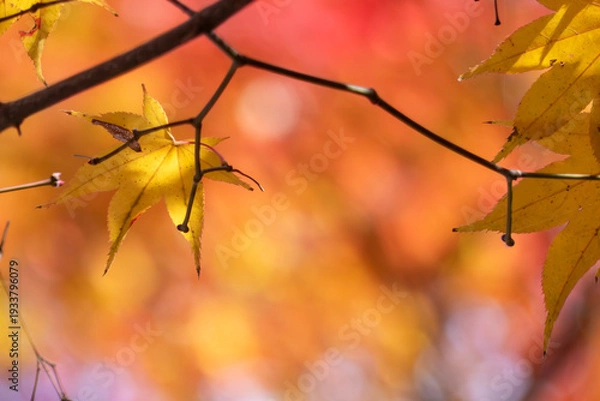 Obraz 木漏れ日にかがやく美しい黄葉　カラフルな秋の公園の風景