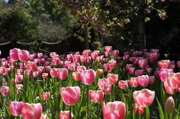 Fototapeta colorful tulips in springtime at sherwood gardens in baltimore maryland