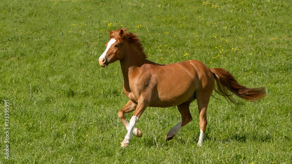 Obraz Double pony - double poney