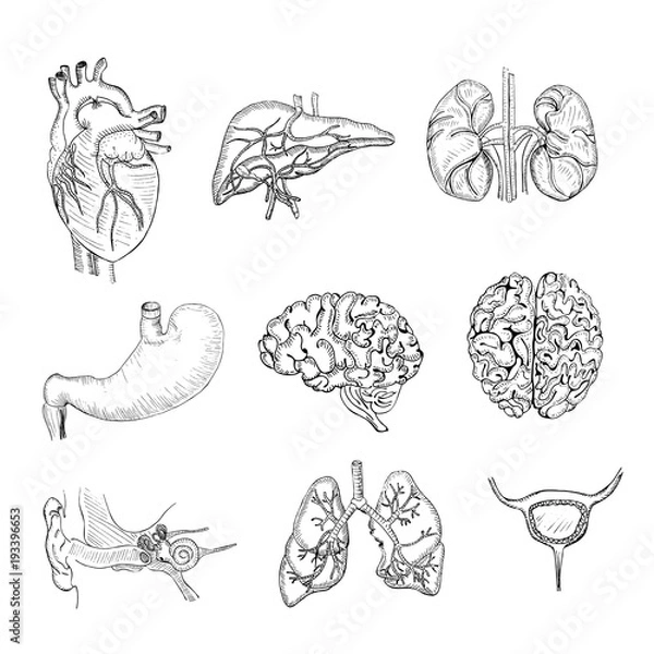 Obraz Hand Drawn Set with Human Organs