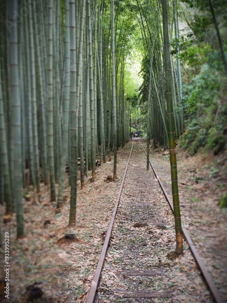 Obraz 竹林の中の廃線跡