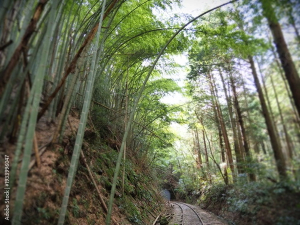 Obraz 竹林の中の廃線跡