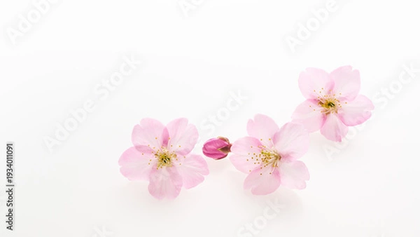 Obraz 白い背景のサクラの花