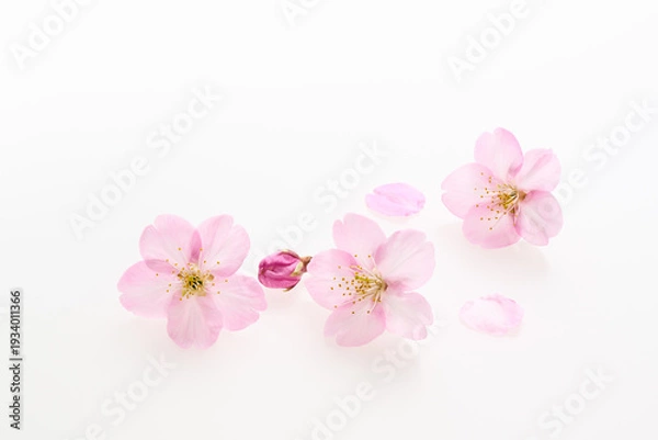 Obraz 白い背景のサクラの花