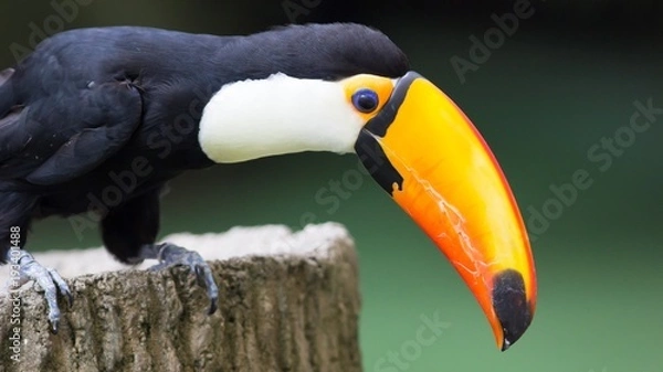 Fototapeta Toco toucan