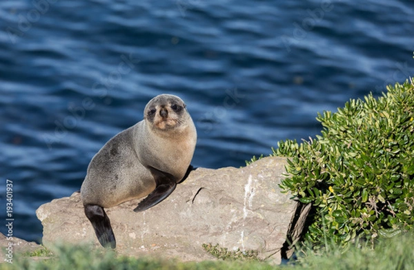 Fototapeta Young New Zealand fur seal (Arctocephalus forsteri) on a rock with ocean in background in the wild