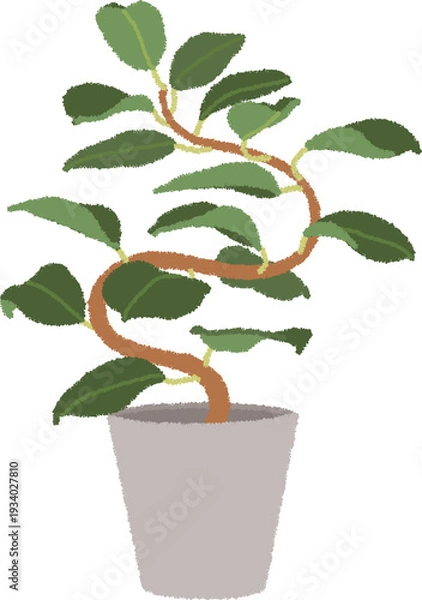 Obraz ゴムの木（フィカス）のイラスト