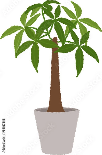 Obraz パキラのイラスト