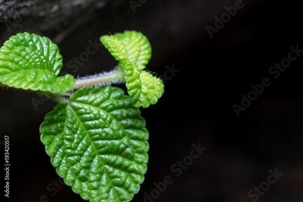 Obraz Fresh leaf in the garden 