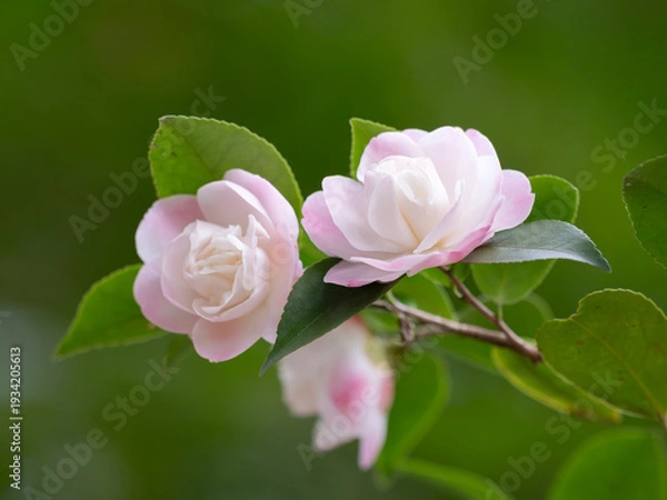 Obraz 薄紅色の八重の椿