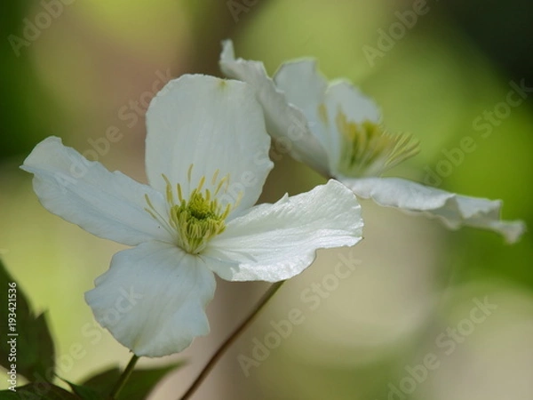 Fototapeta 初夏の花壇に咲いたクレマチス