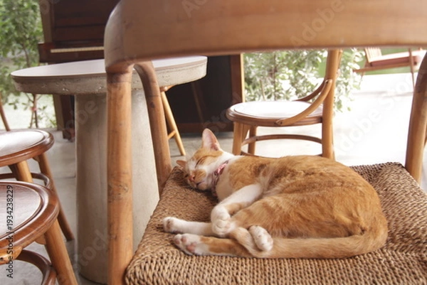 Obraz 실내에서 햇살을 받으며 평온하고 아늑하게 낮잠을 자고 있는 귀여운 고양이의 클로즈업 사진
