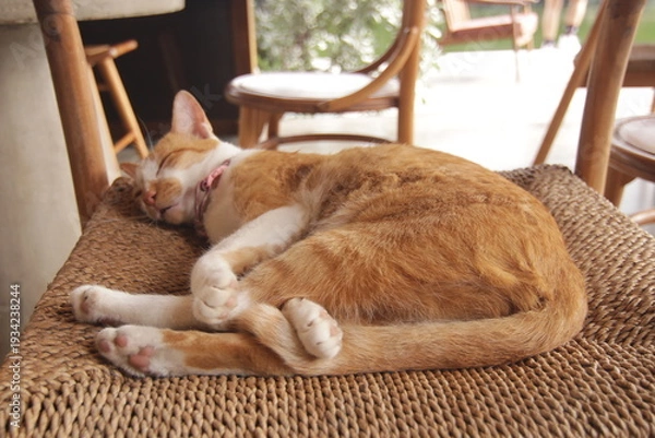 Obraz 실내에서 햇살을 받으며 평온하고 아늑하게 낮잠을 자고 있는 귀여운 고양이의 클로즈업 사진
