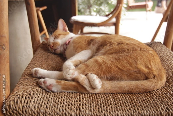 Obraz 실내에서 햇살을 받으며 평온하고 아늑하게 낮잠을 자고 있는 귀여운 고양이의 클로즈업 사진
