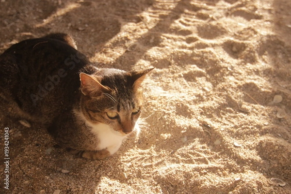 Obraz 따스한 햇살 아래 부드러운 해변 모래사장 위에서 휴식을 취하는 귀여운 고양이의 평온한 모습
