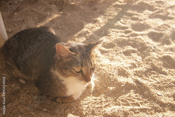 Obraz 따스한 햇살 아래 부드러운 해변 모래사장 위에서 휴식을 취하는 귀여운 고양이의 평온한 모습
