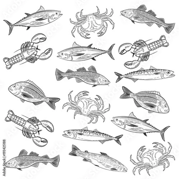 Fototapeta Set of painted popular sea fish and crab,lobster. Salmon, tuna, cod, mackerel, dorado,lobster, crab. Sketch of drawing on white background, vector illustration