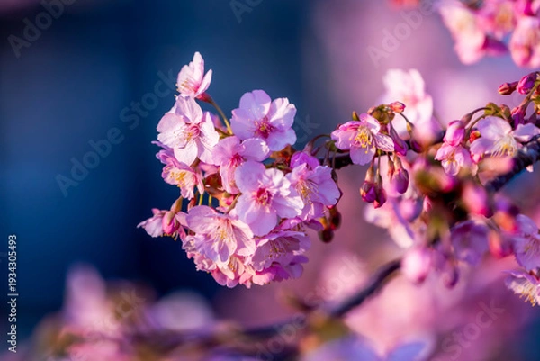 Obraz 桜