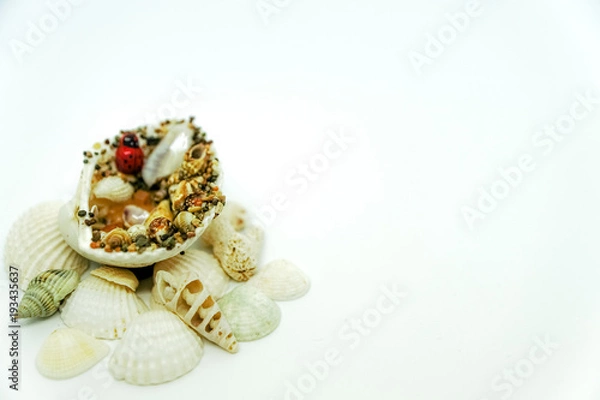 Fototapeta Sea shells and corals with ladybug on white background