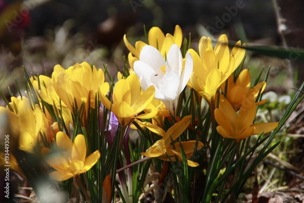 Obraz mittendrin ein weisser krokus