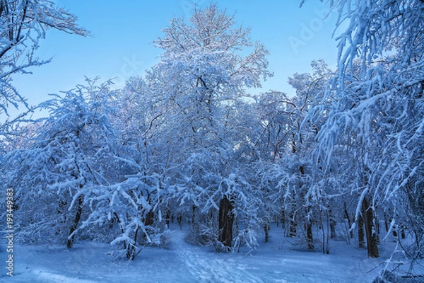 Obraz Beautiful colorful fall leaves on a forest floor
