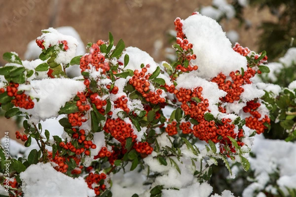 Obraz Beautiful colorful fall leaves on a forest floor