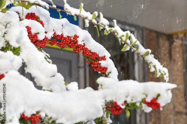 Obraz Beautiful colorful fall leaves on a forest floor