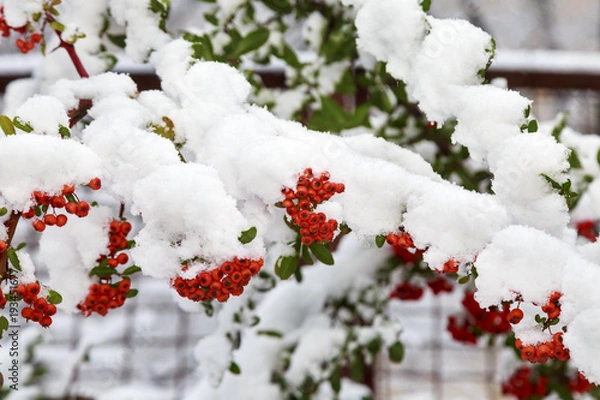 Obraz Beautiful colorful fall leaves on a forest floor
