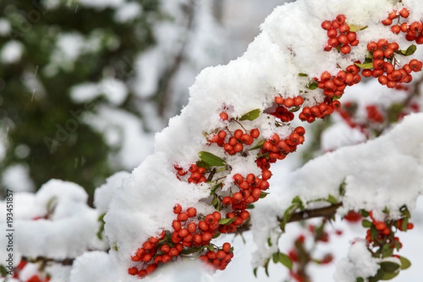 Fototapeta Beautiful colorful fall leaves on a forest floor