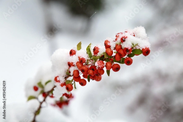Obraz Beautiful colorful fall leaves on a forest floor