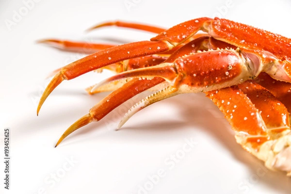 Obraz claw of a snow crab on a white background