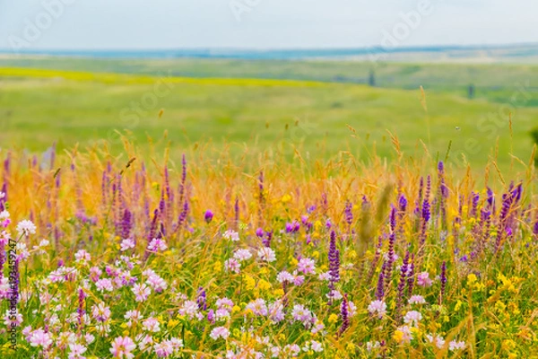 Obraz Summer landscape - flowering meadows and fields against a background of clouds