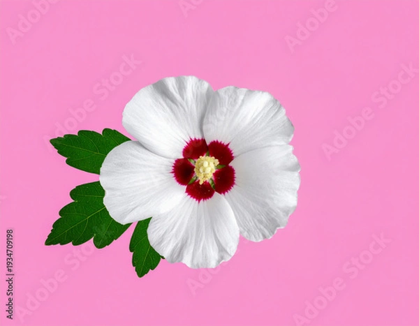 Obraz 식물-꽃-무궁화-무궁화 꽃-무궁화 잎-한국꽃-흰색 무궁화꽃-분홍 배경