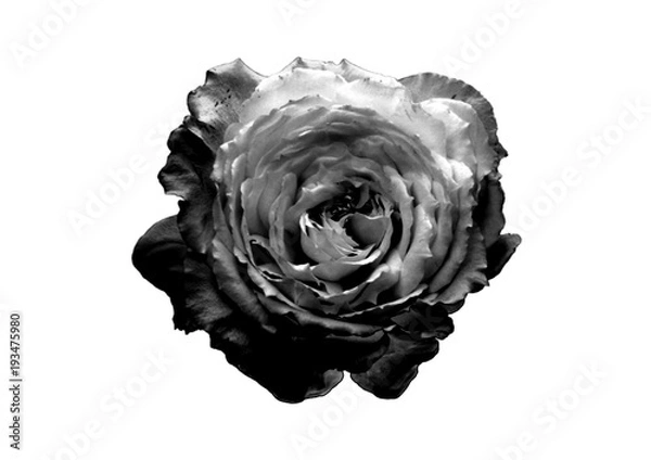 Obraz black Rose