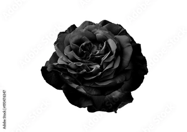 Obraz black Rose