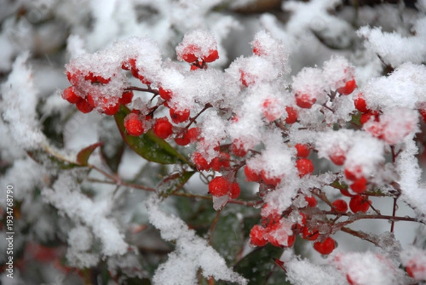 Fototapeta 雪と南天