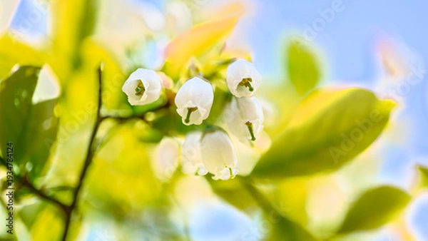 Obraz ブルーベリーの花