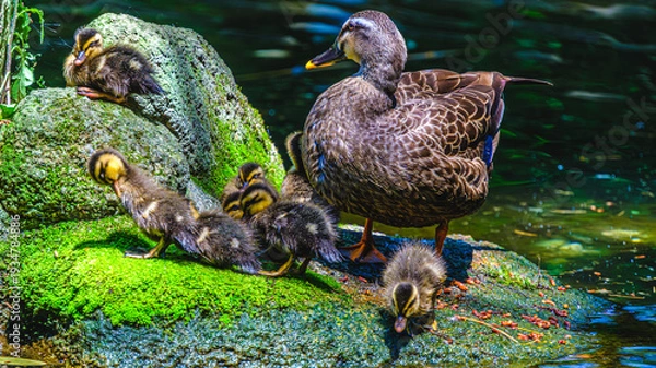 Obraz カモの親子