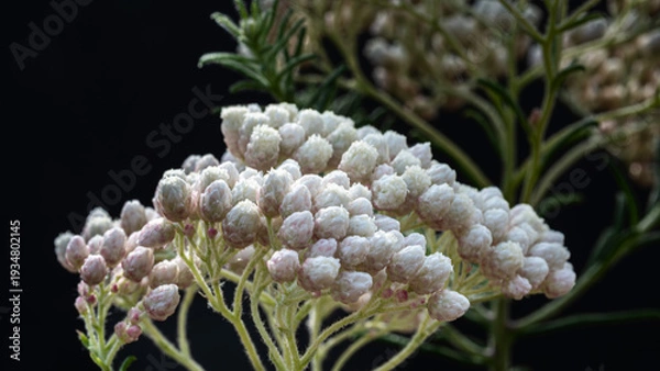 Obraz 白のライスフラワー