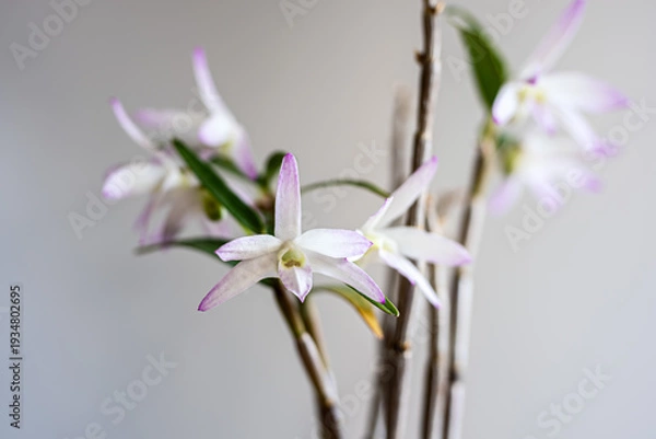 Obraz セッコクの花