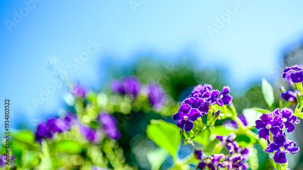 Obraz デュランタの花