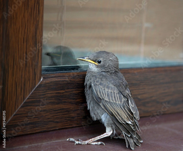 Obraz a little thrush