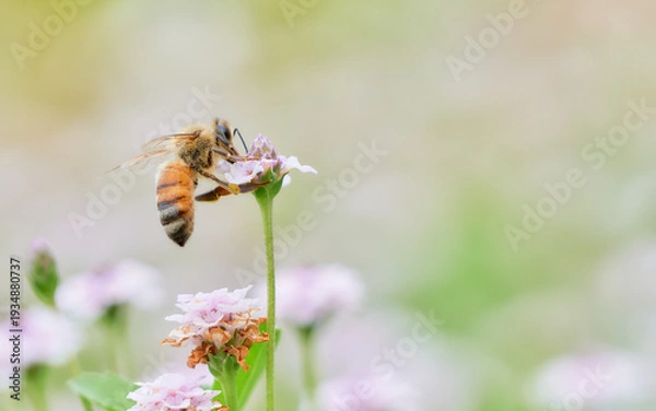 Fototapeta クラピアの花畑と一匹のセイヨウミツバチ