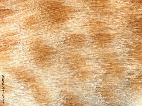 Obraz Animal fur texture